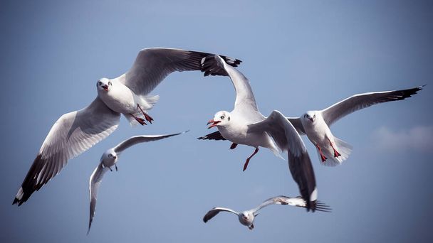 Closeup image of a flock of seagulls flying in the blue sky - Photo, Image