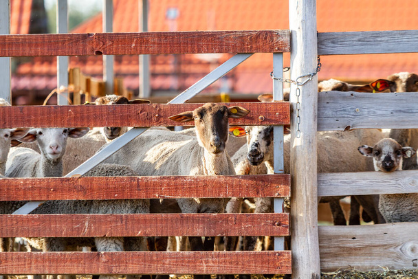 A flock of sheep peeks out from the wooden corral in anticipation of grazing. Horizontal orientation.  - Photo, image