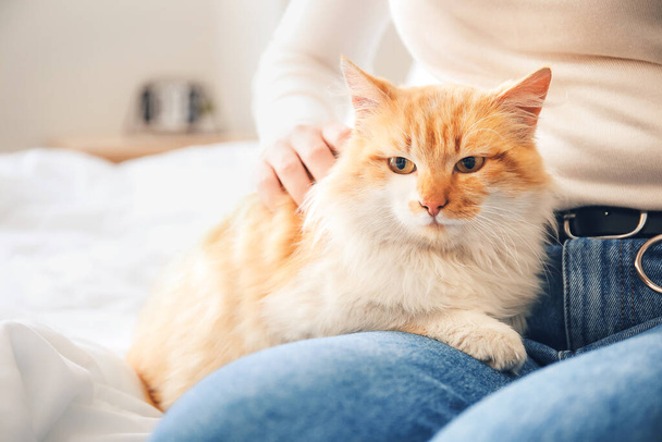 Carino gatto con proprietario in camera da letto
 - Foto, immagini