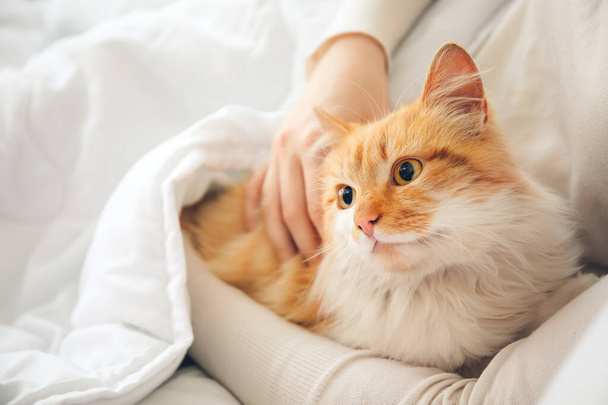 Frau mit süßer Katze im Bett - Foto, Bild
