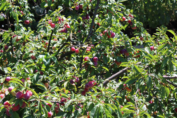 Common plum(Prunus domestica) fruit on plum tree in the garden - Photo, Image