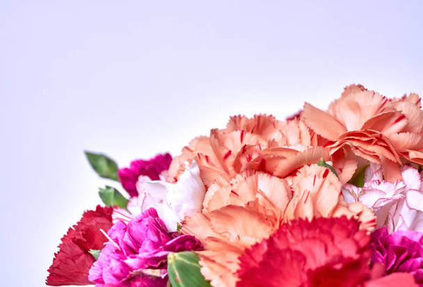 soluk renkli karanfil çiçekleri beyaz arkaplanda kapanıyor - Fotoğraf, Görsel