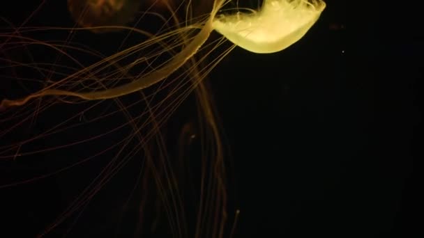 Glänzend vibrierende fluoreszierende Quallen leuchten unter Wasser, dunkler neondynamischer pulsierender ultraviolett verschwommener, nahtloser Schleifenhintergrund. Fantasie hypnotischer mystischer pcychedelischer Tanz. Phosphoreszierende kosmische Medusa - Filmmaterial, Video