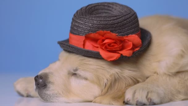 perro recuperador de oro apoyando la cabeza hacia abajo, usando un sombrero de Navidad y durmiendo sin preocupaciones sobre fondo azul
 - Metraje, vídeo