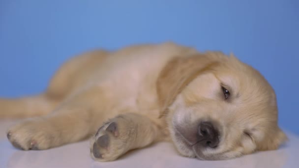 Золотисто-ретриверская собака опускает голову, носит рождественскую шляпу и спит без забот на синем фоне.
 - Кадры, видео