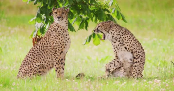 Cheetahs yawning on field in forest - Footage, Video