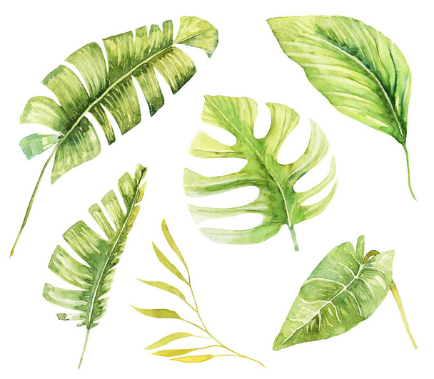 Conjunto de plantas y hojas verdes tropicales acuarela, ilustración aislada pintada a mano sobre un fondo blanco
 - Foto, imagen