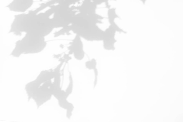 Unscharfer Overlay-Effekt für natürliche Lichteffekte. Graue Schatten blühender Linden auf einer weißen Wand. Abstraktes neutrales Naturkonzept Hintergrund für Design-Präsentation.  - Foto, Bild