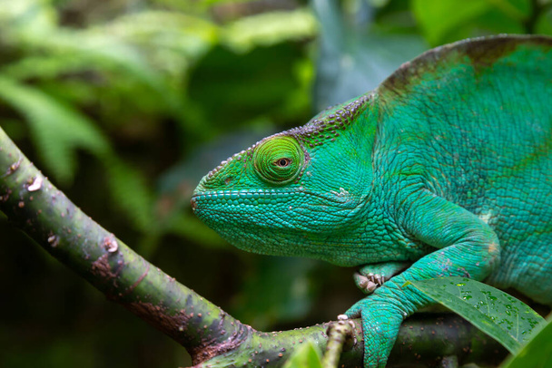 One green chameleon on a branch in close-up - Foto, afbeelding