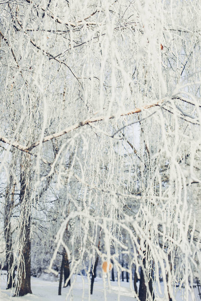 Donmuş dallar kış sabahı karla kaplı.. - Fotoğraf, Görsel