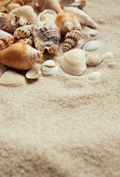 A homokban sokféle és méretű tengeri kagyló található. Tengerészeti témák. Helyet az sms-nek. Szelektív fókusz. - Fotó, kép