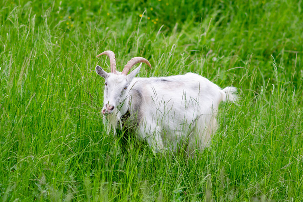 Capra in un campo su un recinto sull'erba. Foto di alta qualità - Foto, immagini