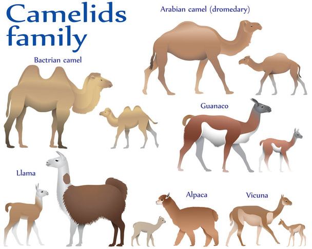 Zbiór różnych gatunków ssaków z rodziny wielbłądów, dorosłych i młodych, w kolorze wielbłąda baktriańskiego, wielbłąda arabskiego (dromedary), lamy, alpaki, guanako, vicuna - Wektor, obraz