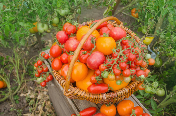 Yerel çiftçilerden yeni toplanmış sebzeler. Eski ahşap masada sepetteki domatesler.. - Fotoğraf, Görsel