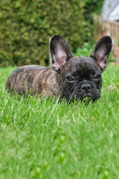 A cute adorable brown and black French Bulldog is lying in the grass with a cute expression in the wrinkled face
. - Фото, изображение