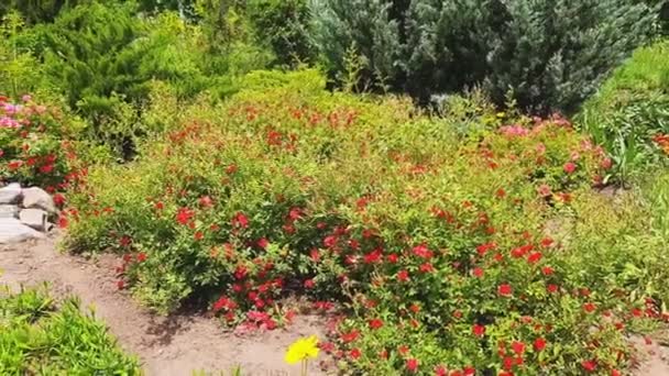 Rosas rojas. Varias plantas y flores. Paisajismo jardín. Día soleado de verano
 - Imágenes, Vídeo