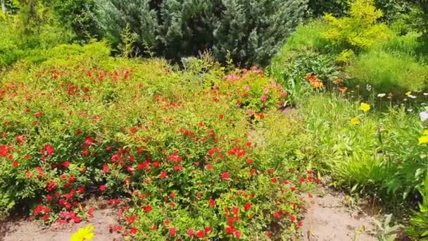 Rosas rojas. Varias plantas y flores. Paisajismo jardín. Día soleado de verano
 - Imágenes, Vídeo