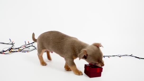 Cachorrinho chihuahua. Natal ou Ano Novo. Cachorrinho carrega uma caixa de presente vermelha. Filhote de cachorro e GIF
 - Filmagem, Vídeo