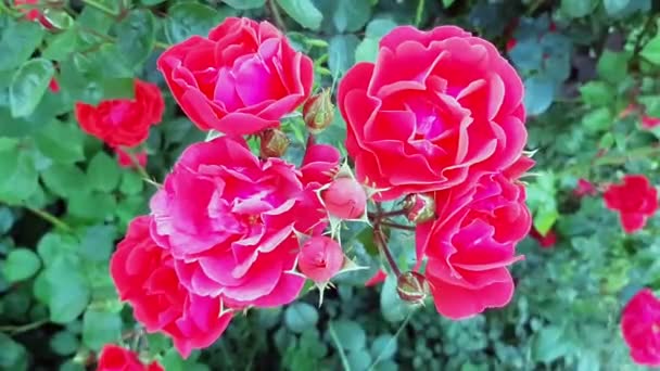 Pomalý pohyb. Červené růže Slunečný letní den. Pozdrav. Spořič obrazovky - Záběry, video