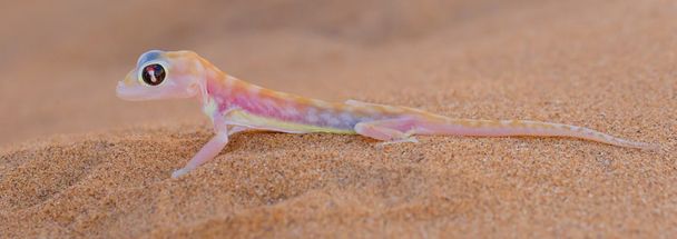 Palmatogecko (Pachydactylus rangei), également connu sous le nom de Ge à pattes Web
 - Photo, image