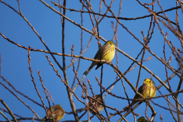 Yellowha group in tree Emberiza citrinella passerine bunging
  - Фото, изображение