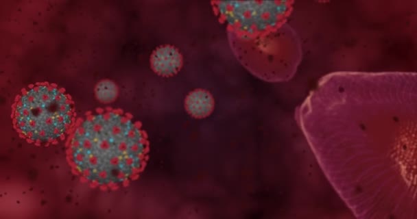 Hohe Konzentration Coronavirus Covid-19. Animationsgruppe von Viren und roten Blutkörperchen unter dem Mikroskop. 3D-Rendering-Video 4k - Filmmaterial, Video