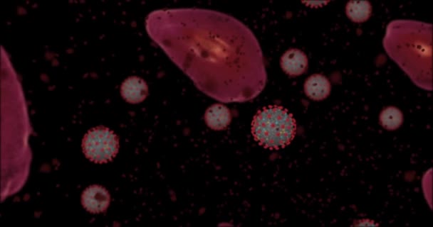 Высокая концентрация коронавируса Ковид-19. Анимационная группа вирусов и красных кровяных клеток закрывается под микроскопом. 3D рендеринг видео 4k
 - Кадры, видео