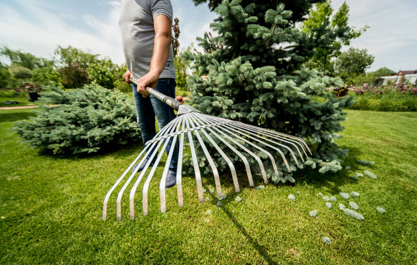 Gardener raking cutting leaves in the garden. - Фото, изображение