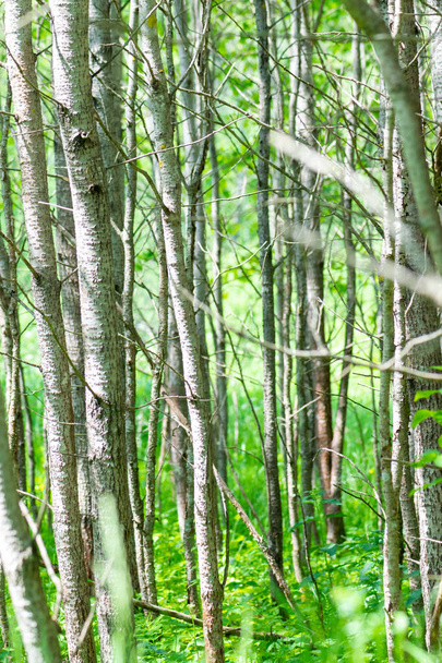 Abstrakti nuoria puita tiheä metsä tausta valaisee auringon kopioi tilaa - Valokuva, kuva
