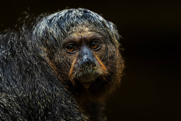 Фанан Саки - Pithecia pithecia, красивый редкий застенчивый примат из Южной Америки, Бразилия
. - Фото, изображение