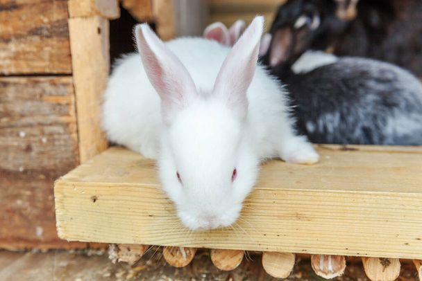 Many different small feeding rabbits on animal farm in rabbit-hutch, barn ranch background. Bunny in hutch on natural eco farm. Modern animal livestock and ecological farming concept - Photo, Image