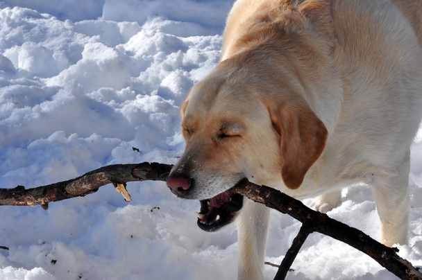 Verspielter Labrador Retriever - Foto, Bild