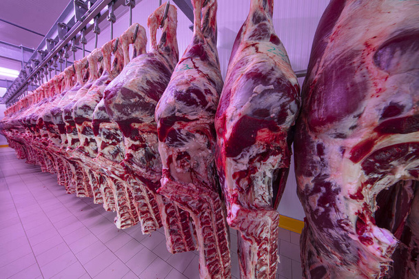 Buzdolabındaki büyük bir buzdolabında, taze asılmış yarım inek parçalarını sıraya dizin. Et endüstrisinde. Helal kesimi. - Fotoğraf, Görsel