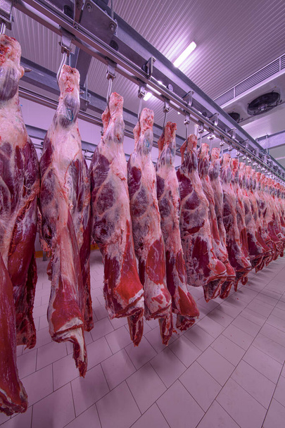 Buzdolabındaki büyük bir buzdolabında, taze asılmış yarım inek parçalarını sıraya dizin. Et endüstrisinde. Helal kesimi. - Fotoğraf, Görsel