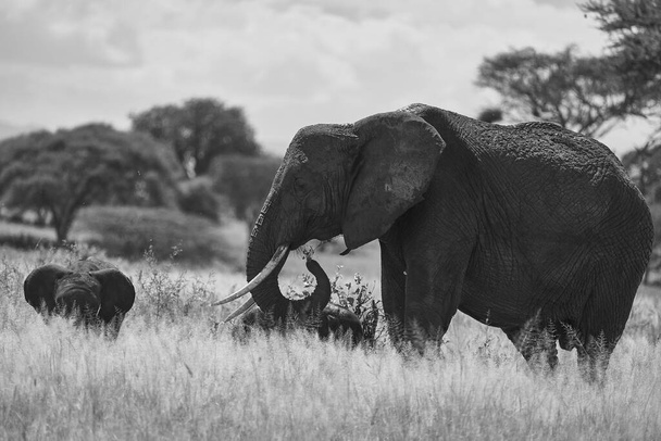 Elefantenbaby Amboseli - Big Five Safari -Baby Afrikanischer Buschelefant Loxodonta africana - Foto, Bild