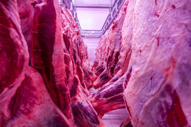 Lähikuva puoli lehmän paloja tuoretta ripustettu ja järjestetty peräkkäin suuri jääkaappi lihateollisuudessa. Halal leikkaus. - Valokuva, kuva