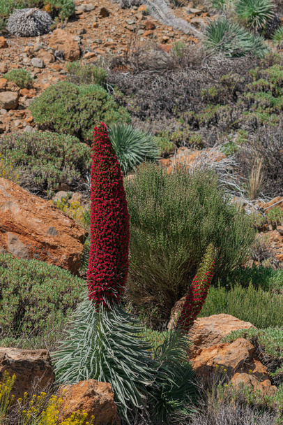 Teide Dağı böcek parlatıcısı, (Echium wildpretii), yerel bitki örtüsü geçmişi, Tenerife, Kanarya Adaları, İspanya - Fotoğraf, Görsel