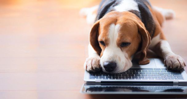 Beagle σκυλί ψάχνει φορητό υπολογιστή με ενδιαφέρουσες χειρονομίες - Φωτογραφία, εικόνα
