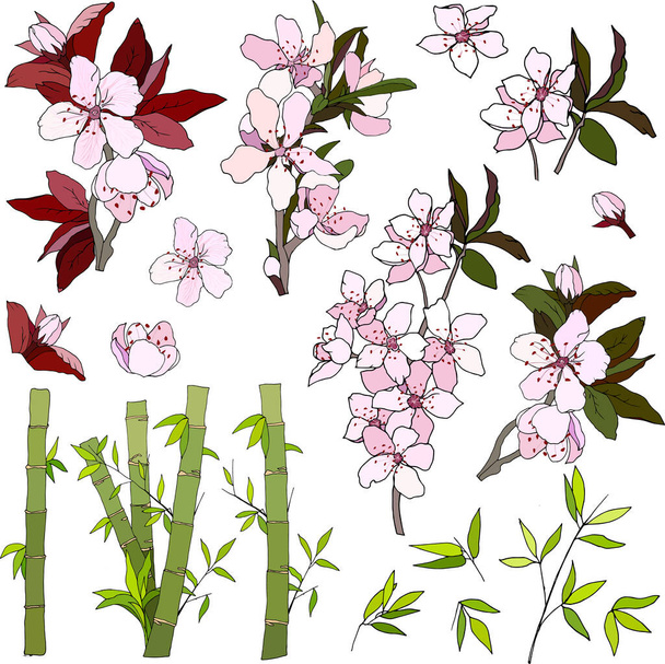 Japán bambusz- és szakuravirág készlet. Botanikai vektor gyűjtemény kézzel rajzolt fehér háttér. - Vektor, kép