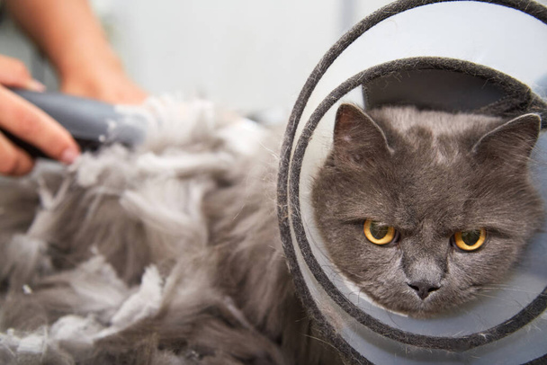 Να περιποιείσαι γάτες σε ινστιτούτο ομορφιάς κατοικίδιων. Το μηχάνημα κόβει το παχύ παλτό μιας γάτας. - Φωτογραφία, εικόνα