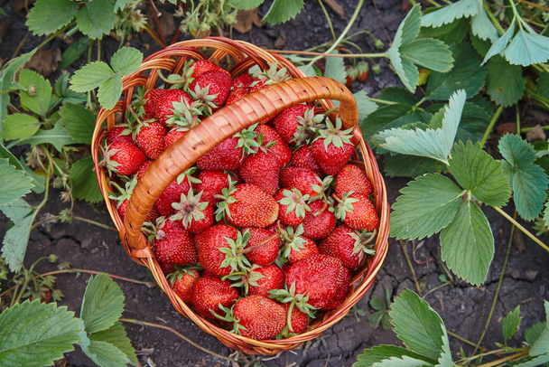 Panier de fraises mûres dans le jardin close-up. - Photo, image