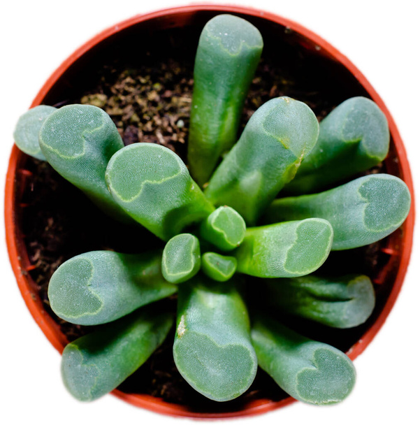 Fenestraria (bebek ayak parmağı ya da pencere bitkisi olarak bilinir)) - Fotoğraf, Görsel