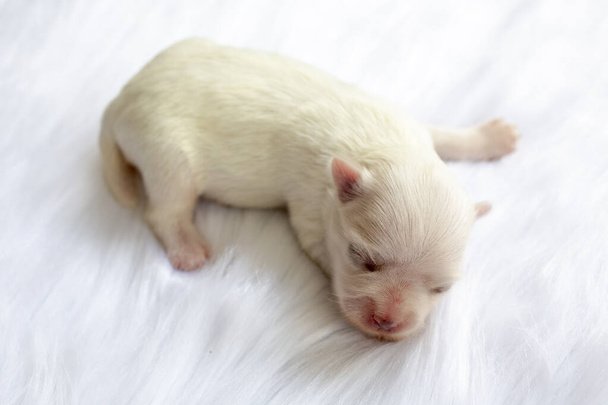 Κοντινό πλάνο ενός νεογέννητου μαλτέζικου κουταβιού. Μαλτέζικο σκυλί. Όμορφο χρώμα σκύλου λευκό. Τεσσάρων ημερών. Κουτάβι σε χνουδωτά λευκά χαλιά. Σκυλί μωρό σε τριχωτό χαλί. Επιλεκτική εστίαση. - Φωτογραφία, εικόνα
