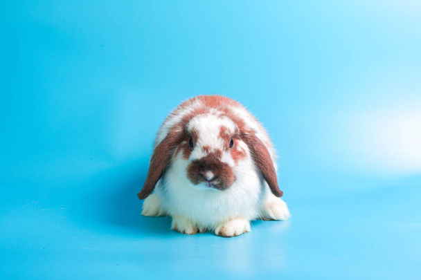 Feliz día de Pascua. Conejo elegante sobre fondo azul. Lindo conejito de bebé de lujo sobre fondo azul. Conejos que son lindos y precisos según la especie estándar
. - Foto, Imagen