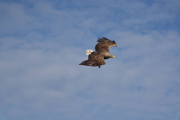 Aquila coda bianca cattura anguilla Raptor Lake Hunting - Foto, immagini