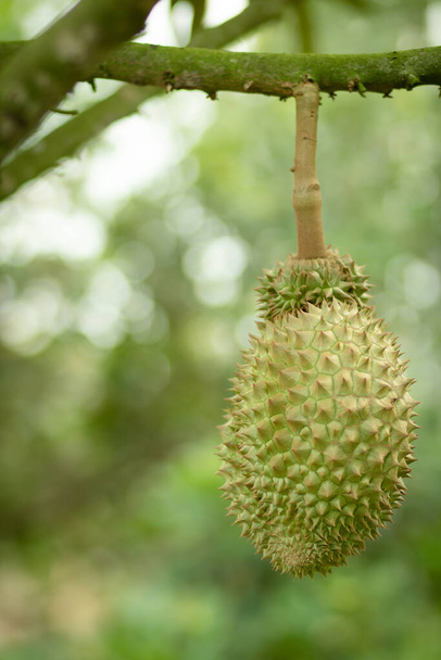 Raw fresh durian on tree in the garden. King of tropical fruits in thailand. - Фото, зображення