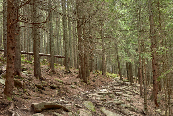 Старий хвойний ліс з зеленим мохом, покритим кам'яним ґрунтом
 - Фото, зображення
