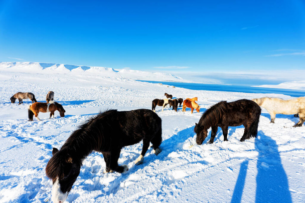 Hermosos, robustos y duros caballos islandeses en invierno, Islandia
 - Foto, Imagen