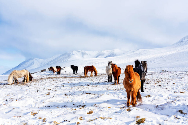 Beautiful, rugged and tough Icelandic horses in winter, Iceland - Foto, imagen