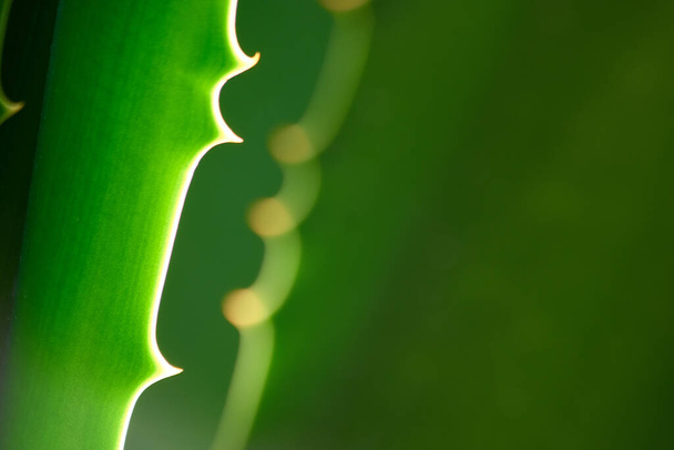 Aloe vera plant with sun rays close up. - Foto, afbeelding